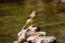 A short distance from picnicking families this Grey Wagtail had found a quiet stretch of stream to hunt for food. © Malcolm Welch