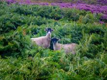 Ewe and Lamb hiding in the ferns © gary telford