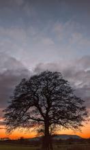 Tree of life © Catherine Broadley