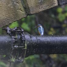 Sabden Brook Kingfisher © Paul A. Olivant