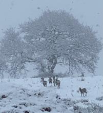 Out in the cold deer © Jon Rogan