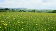Fabulous to see the restoration of hay meadows nr. Bell Sykes © Sue Lowe