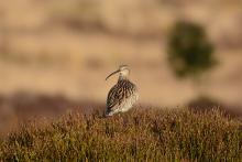 After a wet April day the soft evening sun illuminated this Curlew newly returned to the moor for the summer © Malcolm Welch