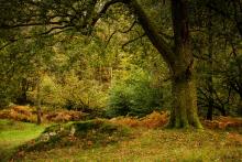 A woodland scene near Dunsop Bridge, taken this autumn. © Paul Warrilow