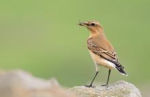 Each September, I love to see the Wheatear heading south for the winter © Christine Armstrong