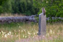 Tawny Graveyard © Mark