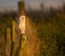 Barn Owl in the evening sun © Mark Harder