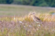 The curlew reminds me of my early morning rides across Little Moor and Middles Moor to the tune of the curlew.  © Andy Ward