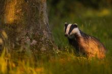 My favourite place in the world, sat up in the woodland on the hill watching the badgers in the evening sunlight © Bradley Hamer