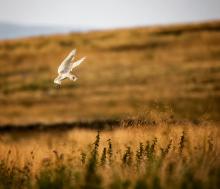 Barn Owl hovering over a field in search of prey © Mark Harder