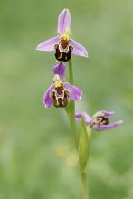 Bee Orchid at Salthill Quarry © Brenda Hempton