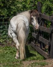 Newton in Bowland Farm Pony © Peter Costello