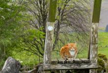 Newton in Bowland farm cat © Peter Costello