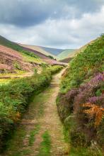 Our beautiful landscape is transformed each year by the blooming of the heather. For me this scene best celebrates this transformation and there's no place better than the beautiful Trough of Bowland! © Paul Warrilow