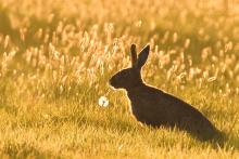 Hare at sunset,  Bleasdale © Brenda Hempton
