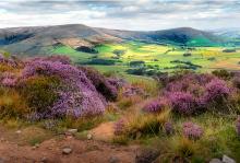 Purple and green. © Mike Coleran