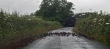 Ducks crossing, Clitheroe © Diane Neilson