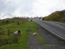 Sheep on Slaidburn road © Rod Smith