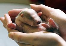 Baby badger, image copyright Paul Shoreman, LCC