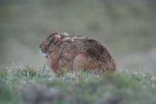 Hare © Barrie Tyrer