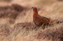 Red Grouse © Tom Marshall