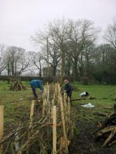 Hedge Laying