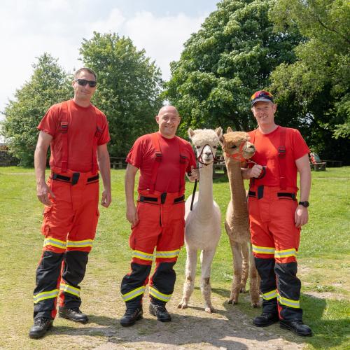 Alpaca Experience - credit Tom Pooley