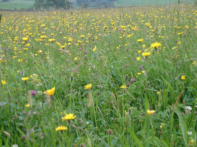 Herb Rich Grasslands | Forest of Bowland National Landscape