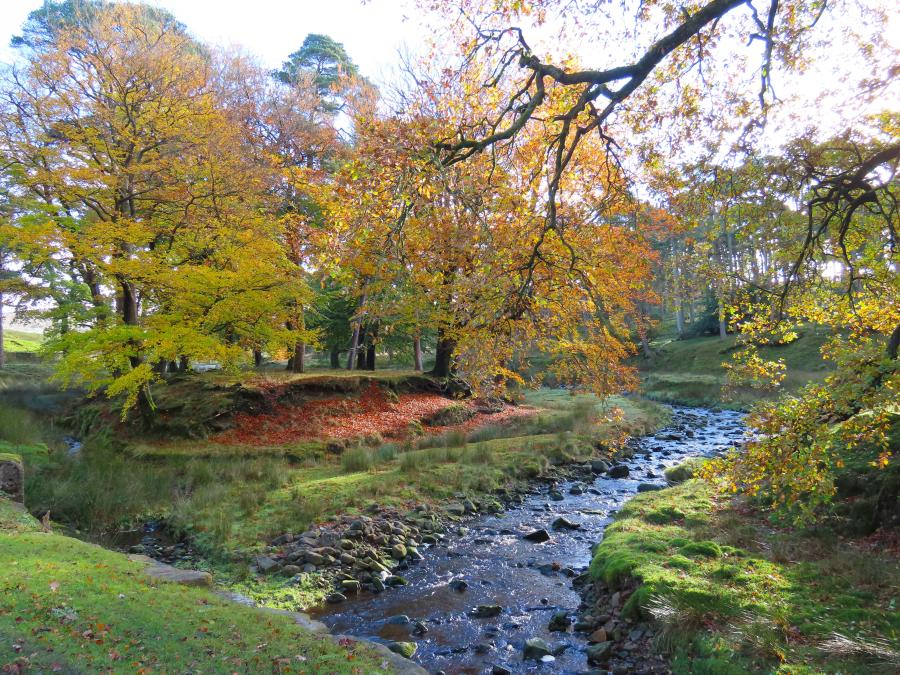 river running through woodland with autumn trees