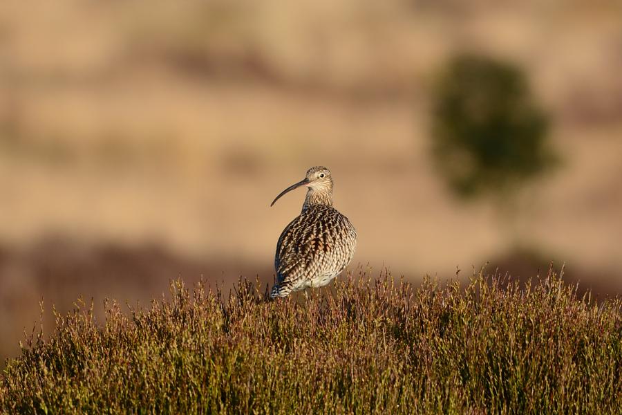 curlew sat on moorland