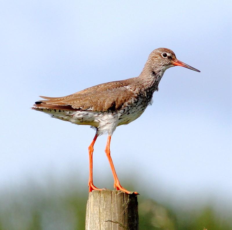 redshank stood on wooden post