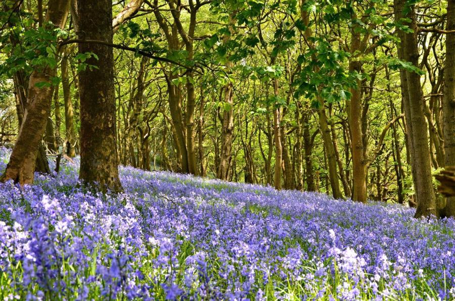 carpet of bluebells in woodland
