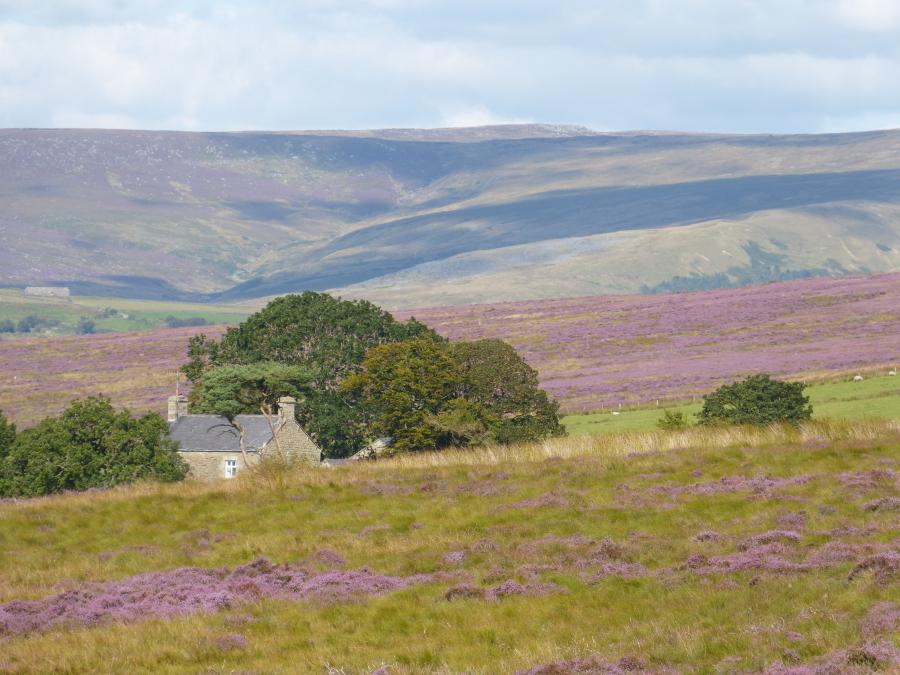 landscape view with heather on the fells
