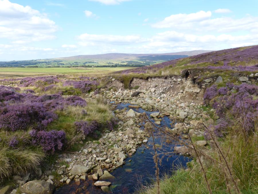 stream running through landscape with heather on the banks