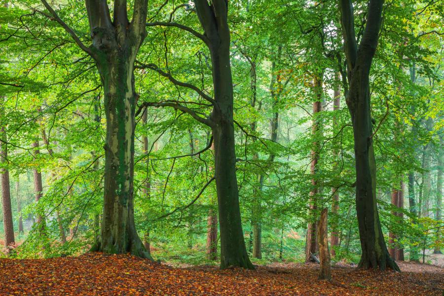 Beach trees in woodland