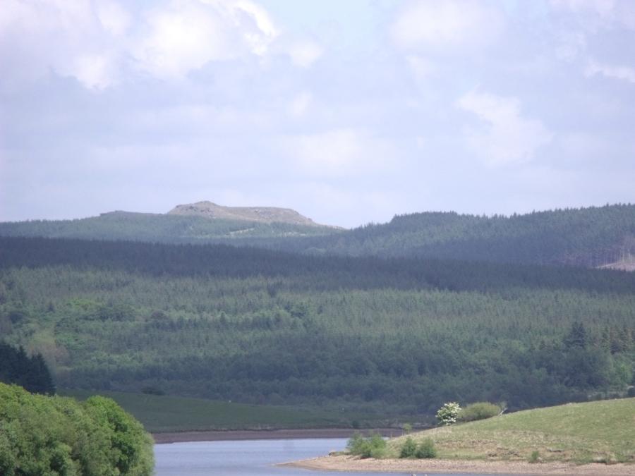 Gisburn Forest conifers