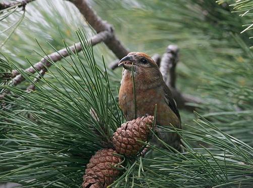 common crossbill