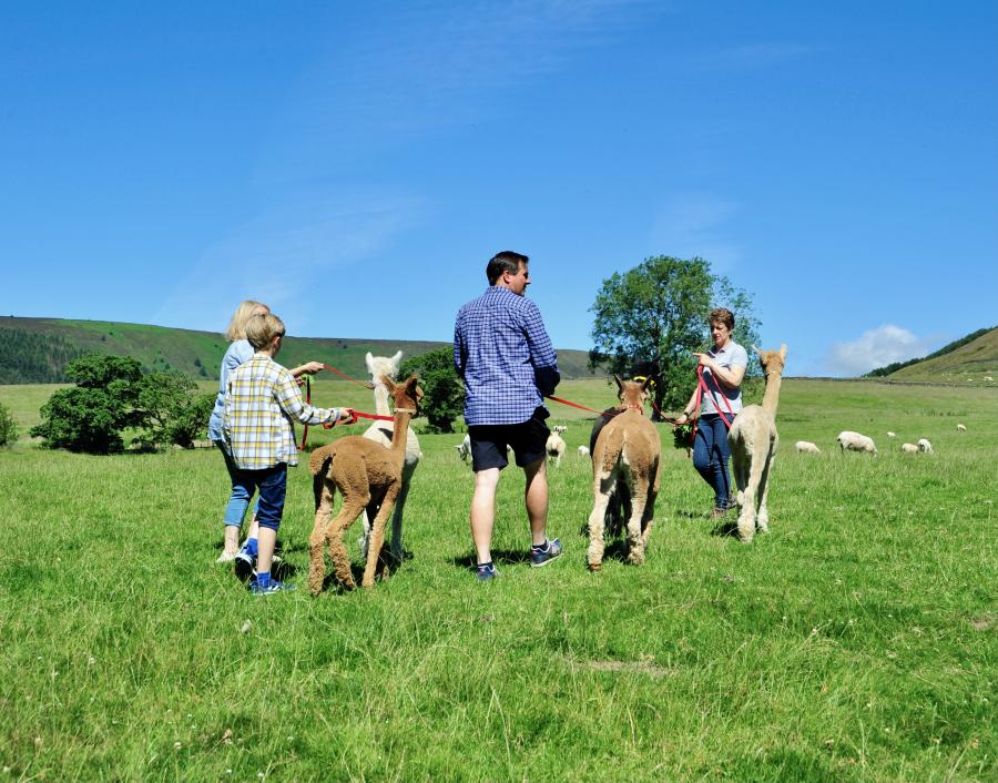 Family walking alpacas