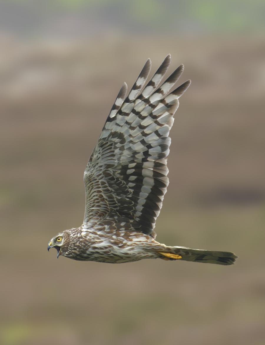 Female hen harrier