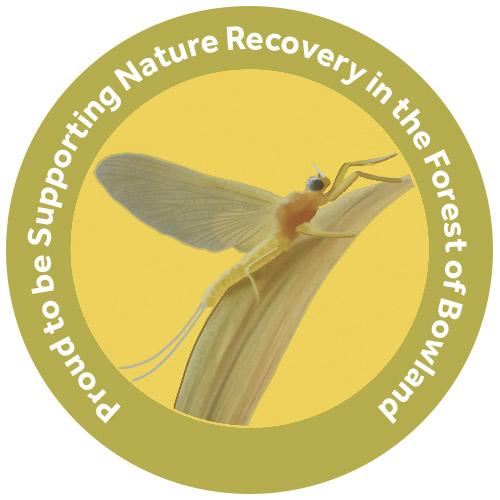 champion species badge of a yellow may dun fly