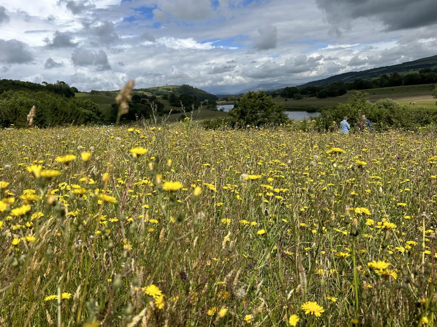 National Meadow Day - Hermitage Field