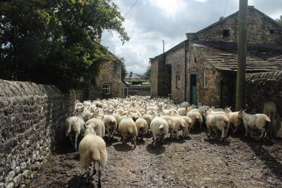 Herd of sheep at a farm in Waddington
