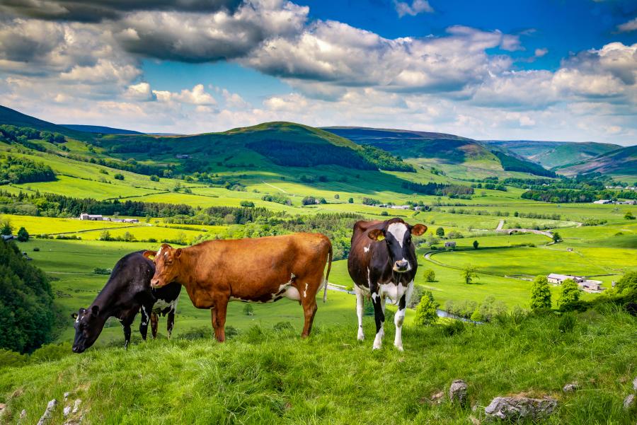 Cows in a field in Hodder Valley