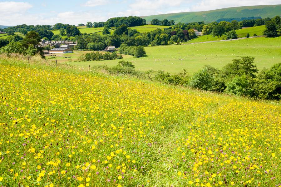 Hay Meadow at Bell Sykes, Slaidburn