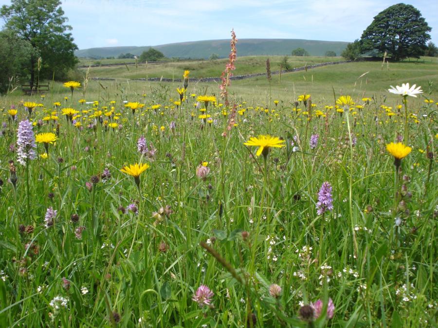 Hay meadow wildflowers