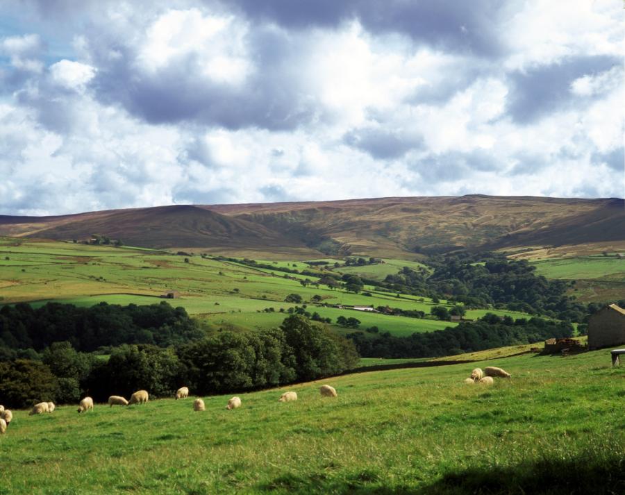 Sheep on Bowland Fells