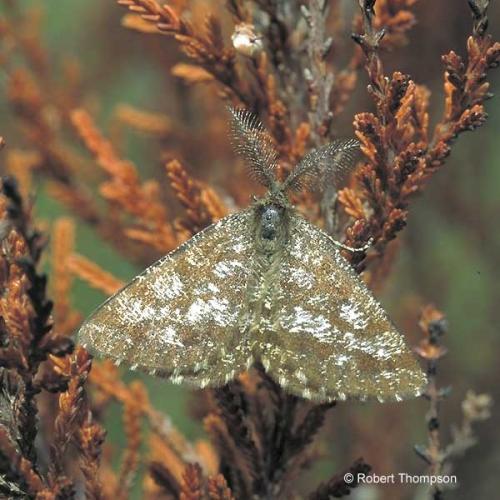 Common Heath