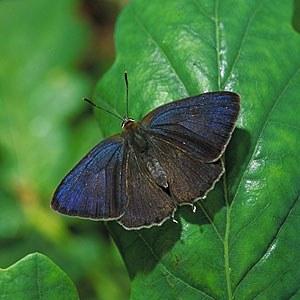 purple hairstreak butterfly