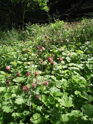 Water Avens