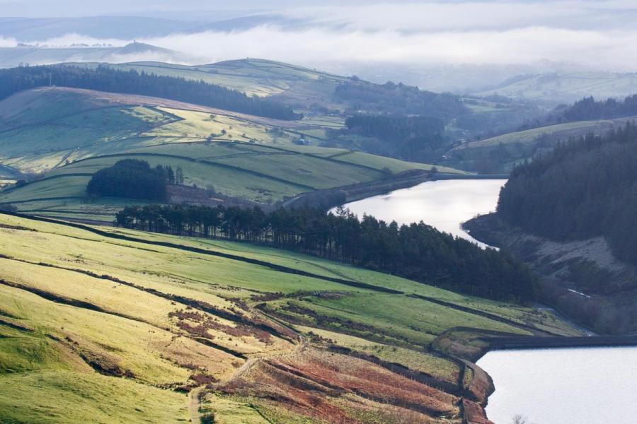 Conifers in the Bowland landscape